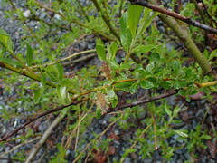 Salix hookeriana