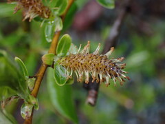 Salix hookeriana