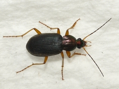 Chlaenius tricolor