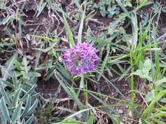 Allium przewalskianum