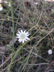 Actinotus minor