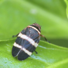 Prosapia simulans