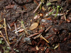 Ciboria rufofusca