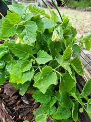 Physalis cinerascens