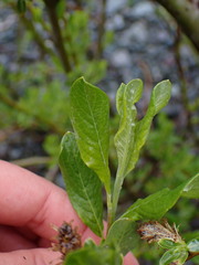 Salix hookeriana