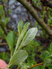 Salix hookeriana