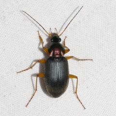 Chlaenius tricolor