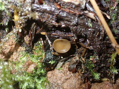 Ciboria rufofusca