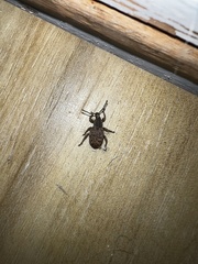 Otiorhynchus singularis