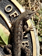 Sceloporus occidentalis