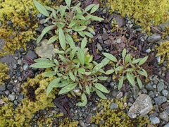 Phacelia leptosepala
