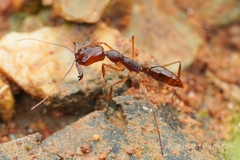 Odontomachus rixosus