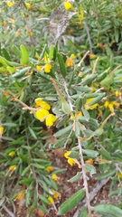 Grevillea chrysophaea