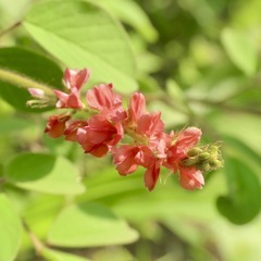 Indigofera hirsuta