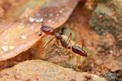Odontomachus rixosus