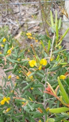 Grevillea chrysophaea