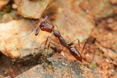 Odontomachus rixosus