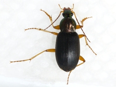 Chlaenius tricolor