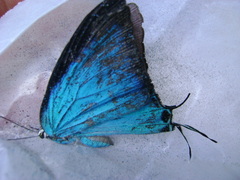Pseudolycaena
