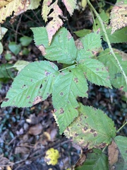 Rubus allegheniensis