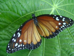 Danaus