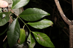 Loeseneriella barbata