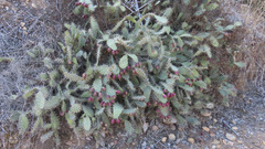 Opuntia littoralis