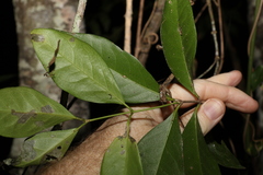 Loeseneriella barbata