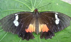 Parides