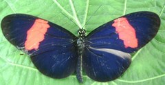 Heliconius