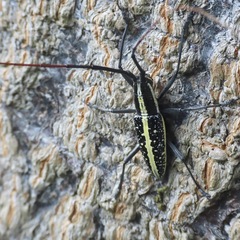 Ptychodes guttulatus