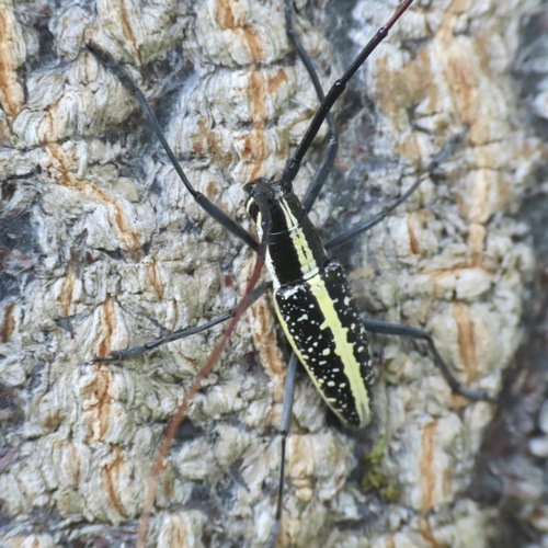 Ptychodes guttulatus
