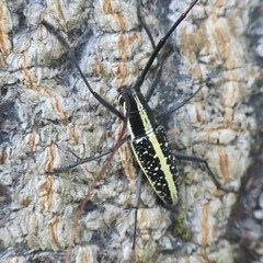 Ptychodes guttulatus