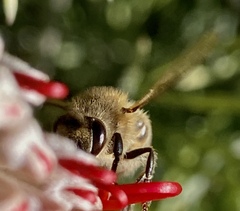 Apis mellifera