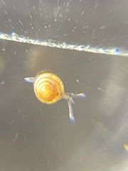 Euconulus fulvus