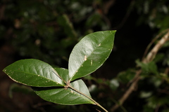 Loeseneriella barbata