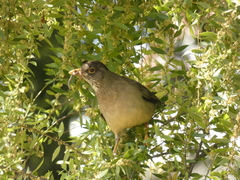 Turdus falcklandii