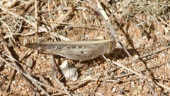 Rhammatocerus viatorius