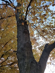 Acer saccharum