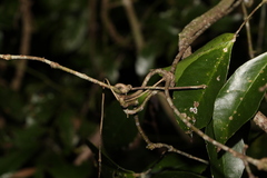 Loeseneriella barbata
