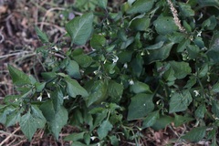 Solanum interius