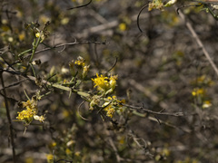 Gutierrezia sarothrae