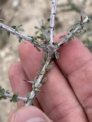 Condalia spathulata