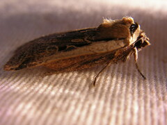 Parabagrotis formalis