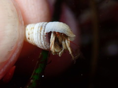 Pagurus granosimanus