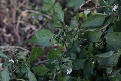 Solanum interius