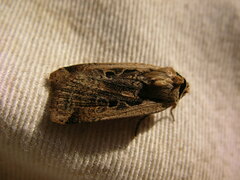 Parabagrotis formalis