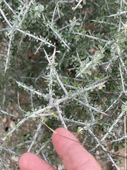 Condalia spathulata