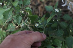 Solanum interius