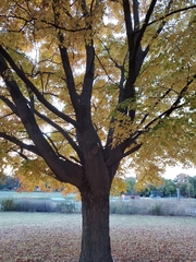 Acer saccharum